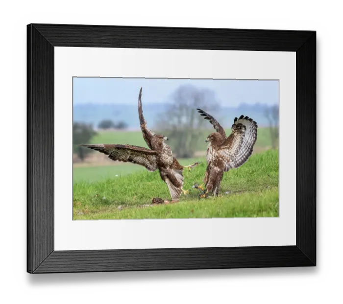 Framed Print : Two Buzzards (Buteo buteo) fighting over pheasant carcass, Marlborough Downs, Wiltshire, UK. December Framed Print : Two Buzzards (Buteo buteo) fighting over pheasant carcass, Marlborough Downs, Wiltshire, UK. December