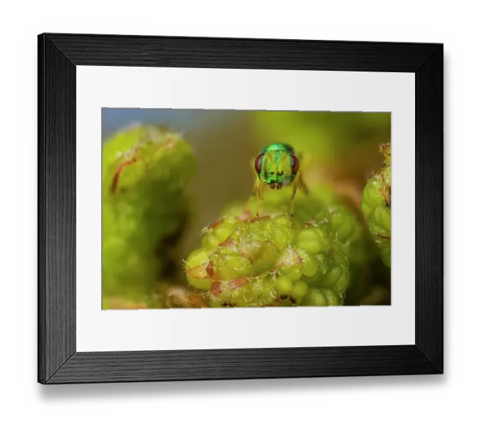 Framed Print : Chalcid parasitoid wasp (probably Mesopolobus tibialis), 2mm in length, moving over Oak (Quercus sp. ) buds, Peak District National Park, Derbyshire, UK. April. Focus Stacked Image Framed Print : Chalcid parasitoid wasp (probably Mesopolobus tibialis), 2mm in length, moving over Oak (Quercus sp. ) buds, Peak District National Park, Derbyshire, UK. April. Focus Stacked Image
