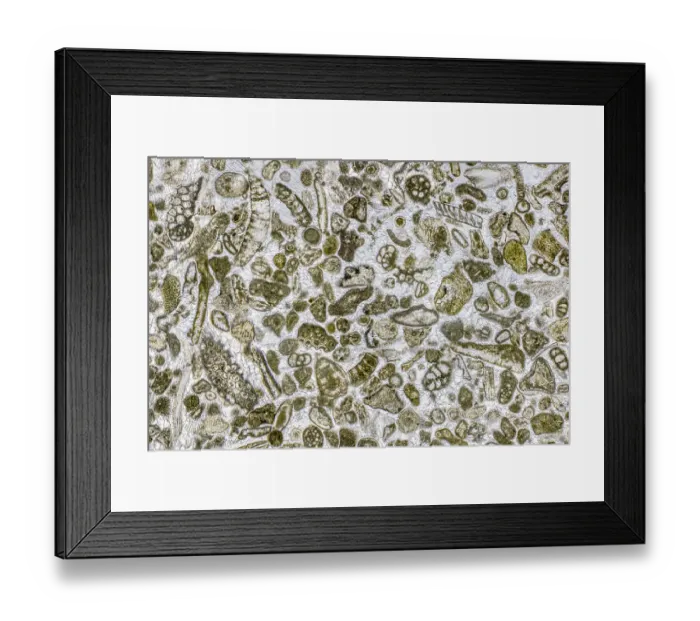 Framed Print : Limestone microfossils in a 0. 03mm-thick slice of fossil-rich limestone viewed at high magnification, image area is 3mm across in real life. Packed with foraminifera and bryozoans (both microscopic aquatic organisms) Framed Print : Limestone microfossils in a 0. 03mm-thick slice of fossil-rich limestone viewed at high magnification, image area is 3mm across in real life. Packed with foraminifera and bryozoans (both microscopic aquatic organisms)