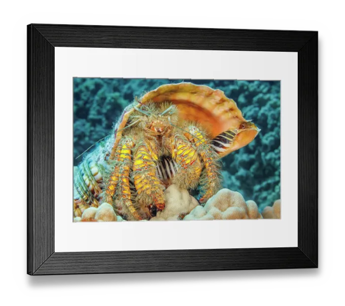 Framed Print : Hairy yellow hermit crab (Aniculus maximus) in its home of a Triton trumpet shell (Charonia tritonis), Hawaii, Pacific Ocean Framed Print : Hairy yellow hermit crab (Aniculus maximus) in its home of a Triton trumpet shell (Charonia tritonis), Hawaii, Pacific Ocean