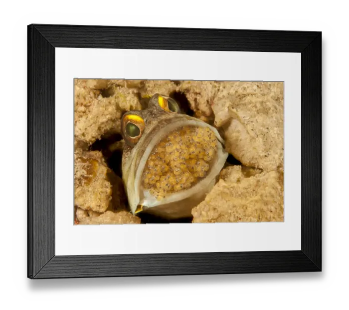 Framed Print : Male Gold-specs jawfish (Opistognathus randalli), with mouth brooding eggs, the eyes can clearly be seen in the eggs indicating they will soon hatch, Mabul Island, Sabah, Malaysia, Celebes Sea Framed Print : Male Gold-specs jawfish (Opistognathus randalli), with mouth brooding eggs, the eyes can clearly be seen in the eggs indicating they will soon hatch, Mabul Island, Sabah, Malaysia, Celebes Sea