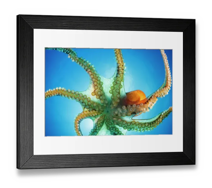 Framed Print : Day octopus (Octopus cyanea) ventral view portrait, Hawaii, Pacific Ocean Framed Print : Day octopus (Octopus cyanea) ventral view portrait, Hawaii, Pacific Ocean