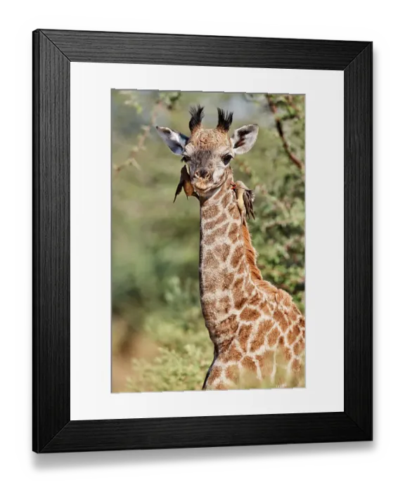 Framed Print : Giraffe (Giraffa camelopardalis angolensis) calf, aged 6 weeks, with two Yellow-billed oxpeckers (Buphagus africanus) perched on its head feeding on parasites, Okavango Delta, Botswana, Africa Framed Print : Giraffe (Giraffa camelopardalis angolensis) calf, aged 6 weeks, with two Yellow-billed oxpeckers (Buphagus africanus) perched on its head feeding on parasites, Okavango Delta, Botswana, Africa