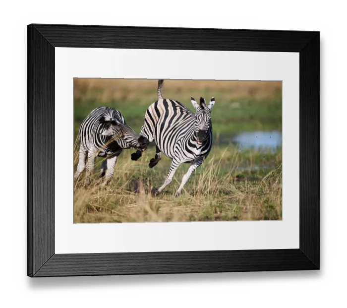 Framed Print : Two male Common / Plains zebras (Equus quagga) fighting, Okavango Delta, Botswana, Africa Framed Print : Two male Common / Plains zebras (Equus quagga) fighting, Okavango Delta, Botswana, Africa