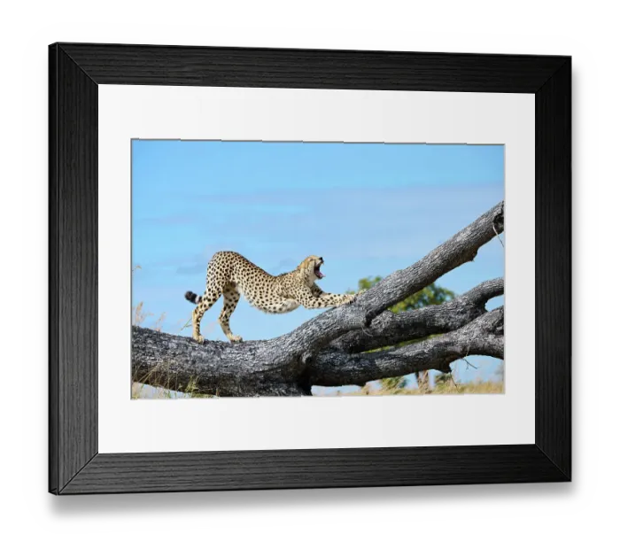 Framed Print : Male Cheetah (Acinonyx jubatus) stretching and yawning on a fallen tree trunk, Okavango Delta, Botswana, Africa Framed Print : Male Cheetah (Acinonyx jubatus) stretching and yawning on a fallen tree trunk, Okavango Delta, Botswana, Africa