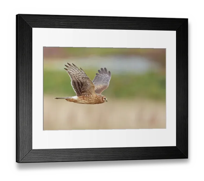 Framed Print : Hen harrier (Circus cyaneus) juvenile male, in flight, Parainen Uto, Finland. September Framed Print : Hen harrier (Circus cyaneus) juvenile male, in flight, Parainen Uto, Finland. September
