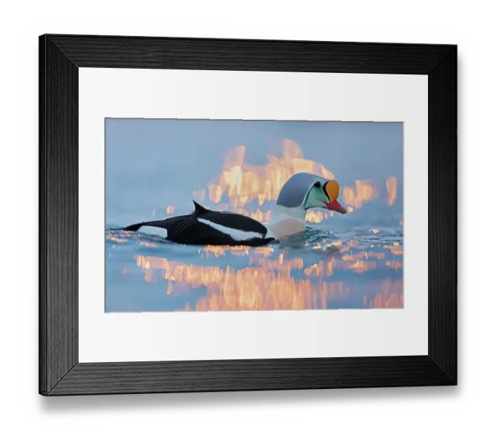 Framed Print : King eider (Somateria spectabilis) male, on water, portrait, Batsfjord, Norway. February