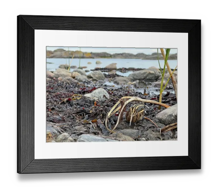 Framed Print : Jack snipe (Lymnocryptes minimus) resting among seaweed on rocky shoreline, Parainen Uto, Finland. September