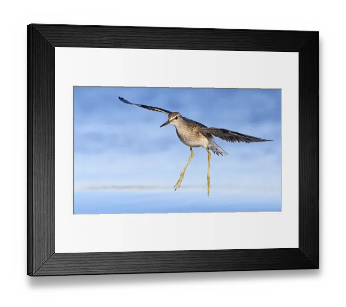 Framed Print : Wood sandpiper (Tringa glareola) in flight, Parainen Uto, Finland. August Framed Print : Wood sandpiper (Tringa glareola) in flight, Parainen Uto, Finland. August