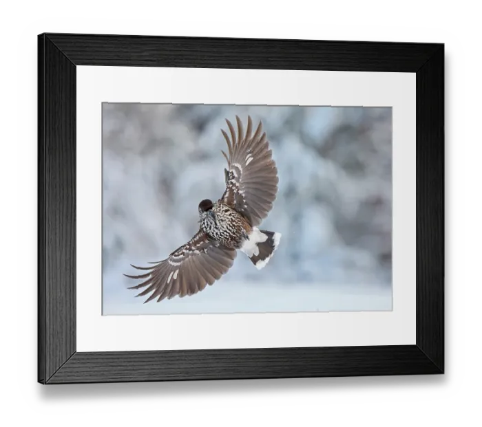 Framed Print : Nutcracker (Nucifraga caryocatactes) in flight with wings spread, Sipoo, Finland. January Framed Print : Nutcracker (Nucifraga caryocatactes) in flight with wings spread, Sipoo, Finland. January