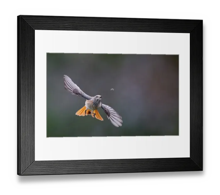 Framed Print : Redstart (Phoenicurus phoenicurus) juvenile male, in flight, chasing an insect, Parainen Uto, Finland. September Framed Print : Redstart (Phoenicurus phoenicurus) juvenile male, in flight, chasing an insect, Parainen Uto, Finland. September