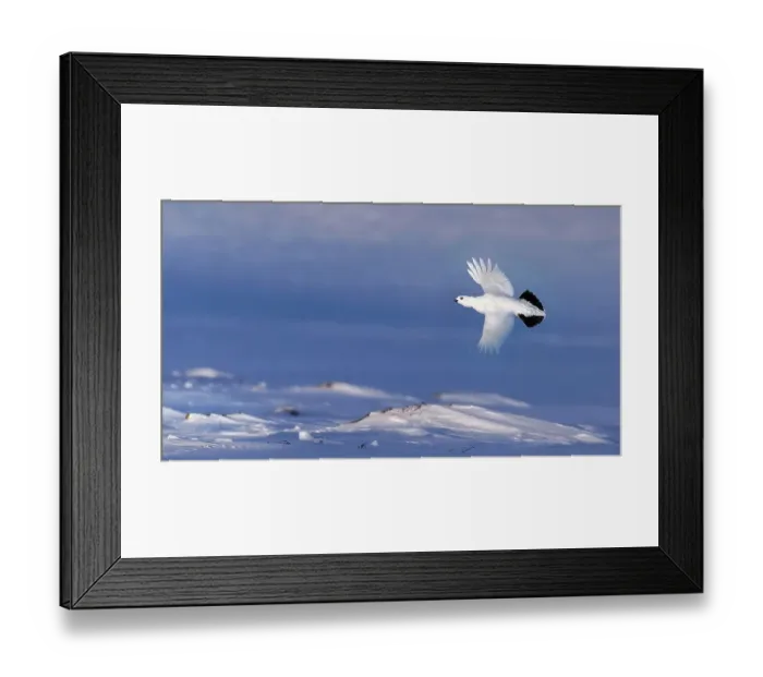 Framed Print : Willow grouse (Lagopus lagopus) winter plumage, in flight, Utsjoki, Finland. February Framed Print : Willow grouse (Lagopus lagopus) winter plumage, in flight, Utsjoki, Finland. February