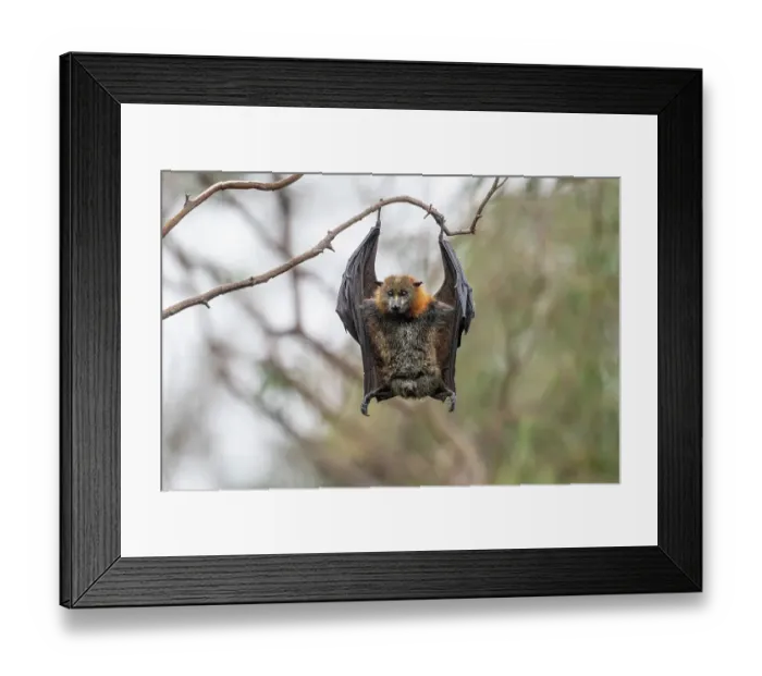 Framed Print : Grey-headed flying-fox bat (Pteropus poliocephalus), female, hanging the other way to defecate or urinate, Yarra Bend Park, Victoria, Australia. Cropped