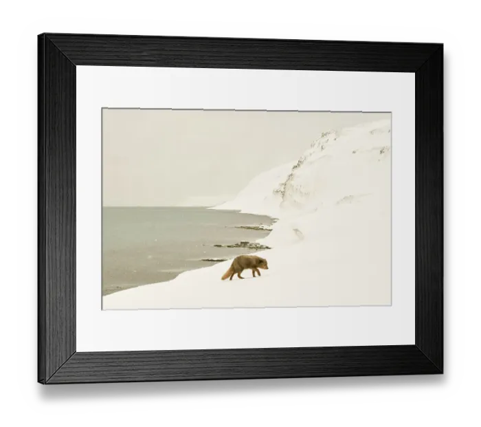 Framed Print : Arctic fox (Vulpes lagopus), female blue colour morph in winter coat, walking across snow covered landscape. Baited with small amount of natural food (dried fish). Hornstrandir, Iceland. February Framed Print : Arctic fox (Vulpes lagopus), female blue colour morph in winter coat, walking across snow covered landscape. Baited with small amount of natural food (dried fish). Hornstrandir, Iceland. February