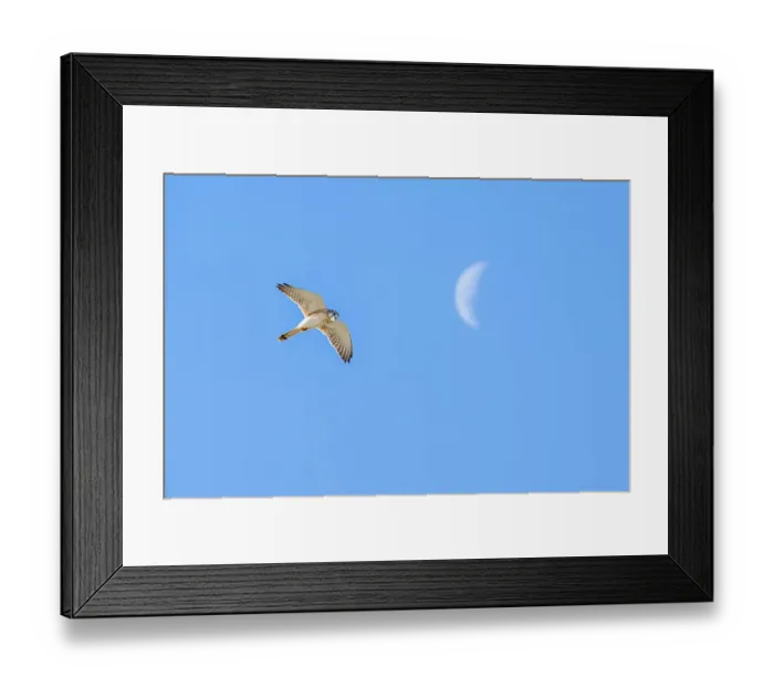 Framed Print : Nankeen kestrel (Falco cenchroides) hovering and looking down, with cresent moon in background, Victoria, Australia Framed Print : Nankeen kestrel (Falco cenchroides) hovering and looking down, with cresent moon in background, Victoria, Australia