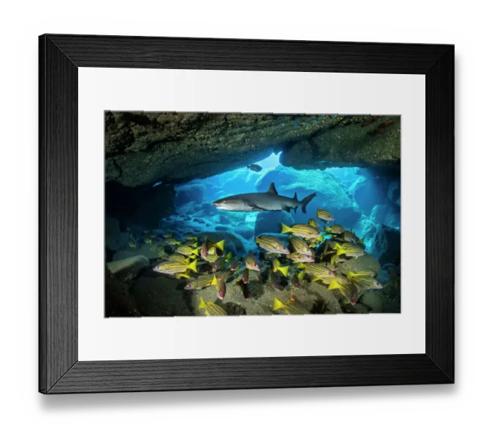 Framed Print : Whitetip reef shark (Triaenodon obesus) cruising over a school of Blue and gold snappers (Lutjanus viridis) in a cavern, San Benedicto Island, Revillagigedo Islands, Mexico, Pacific Ocean Framed Print : Whitetip reef shark (Triaenodon obesus) cruising over a school of Blue and gold snappers (Lutjanus viridis) in a cavern, San Benedicto Island, Revillagigedo Islands, Mexico, Pacific Ocean