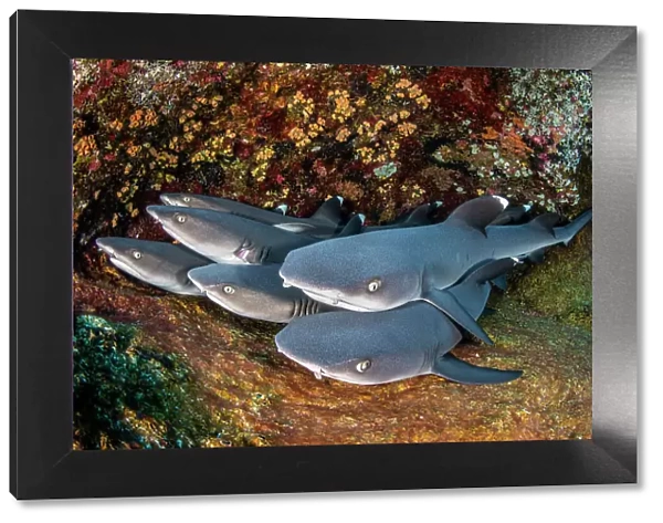 Group of Whitetip reef sharks (Triaenodon obesus) resting on a ledge, Revillagigedo Islands, Mexico, Pacific Ocean