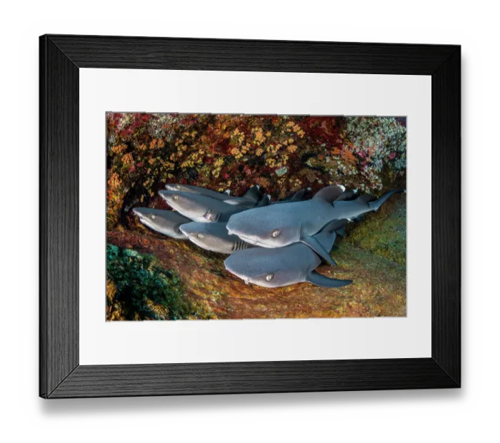 Framed Print : Group of Whitetip reef sharks (Triaenodon obesus) resting on a ledge, Revillagigedo Islands, Mexico, Pacific Ocean Framed Print : Group of Whitetip reef sharks (Triaenodon obesus) resting on a ledge, Revillagigedo Islands, Mexico, Pacific Ocean