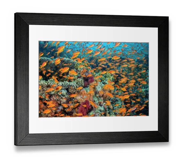 Framed Print : School of orange Scalefin anthias (Pseudanthias squamipinnis) on a coral reef with table corals (Acropora sp.) and red soft corals (Dendronephthya sp.), Ras Mohammed National Park, Sinai, Egypt. Red Sea Framed Print : School of orange Scalefin anthias (Pseudanthias squamipinnis) on a coral reef with table corals (Acropora sp.) and red soft corals (Dendronephthya sp.), Ras Mohammed National Park, Sinai, Egypt. Red Sea