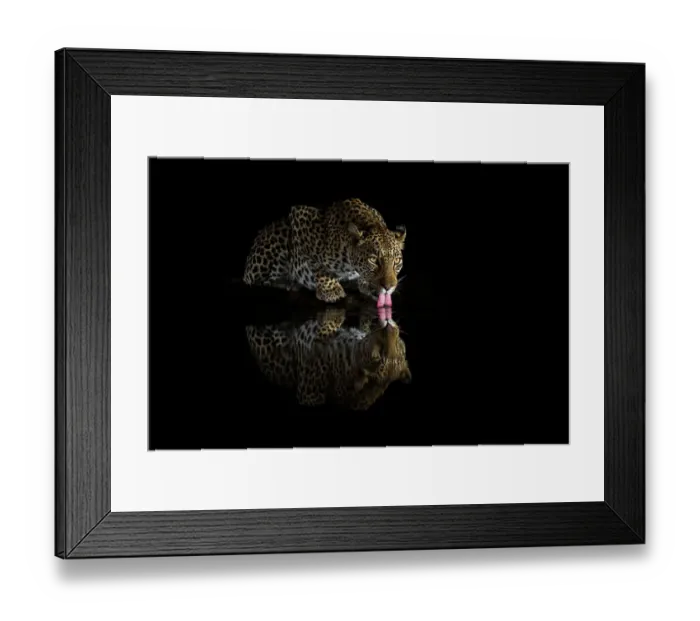 Framed Print : Female leopard (Panthera pardus) drinking at night, Zimanga private game reserve, KwaZulu-Natal, South Africa