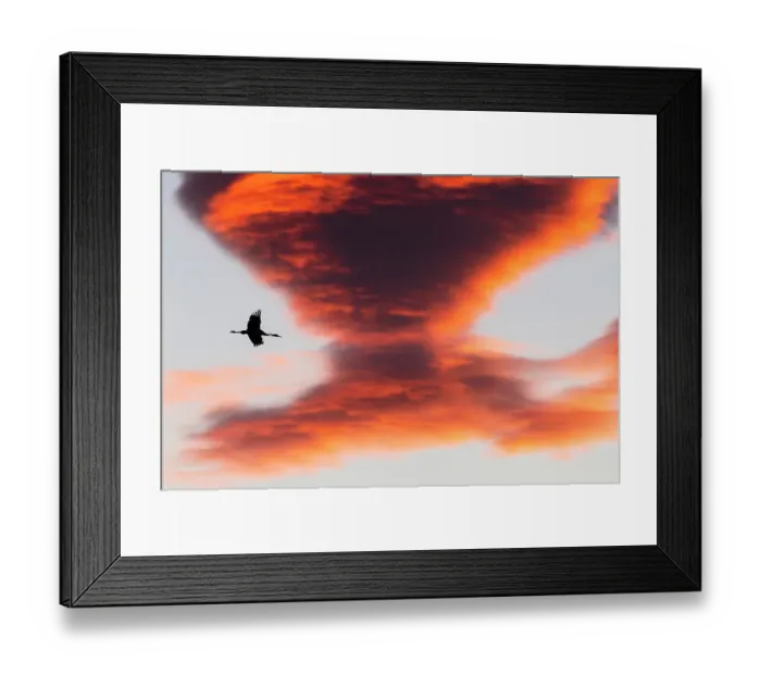 Framed Print : Common crane (Grus grus) flying at sunrise, Laguna de Gallocanta, Aragon, Spain Framed Print : Common crane (Grus grus) flying at sunrise, Laguna de Gallocanta, Aragon, Spain