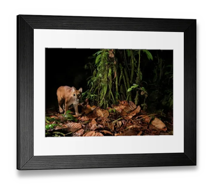 Framed Print : Juvenile Puma (Puma concolor) captured on a camera trap in the Ecuadorian Choco rainforest, one of the most biodiverse and threatened rainforests on Earth. Mashpi Reserve, Pichincha, Ecuador, April