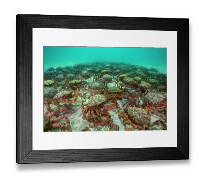 Framed Print : European Spider crab aggregation (Maja squinado) St. Ives, Cornwall. August Framed Print : European Spider crab aggregation (Maja squinado) St. Ives, Cornwall. August