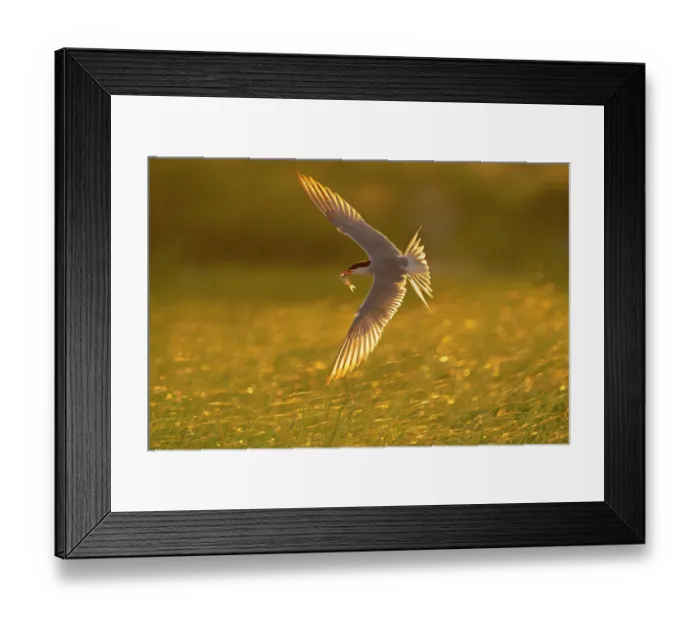 Framed Print : Common tern (Sterna hirundo) adult in breeding plumage flying, carrying fish for young, Long Island, New York, USA, June Framed Print : Common tern (Sterna hirundo) adult in breeding plumage flying, carrying fish for young, Long Island, New York, USA, June