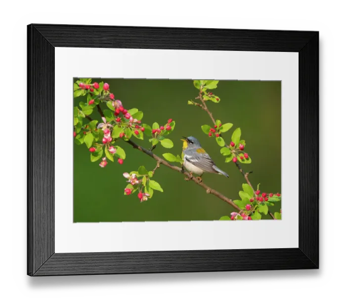 Framed Print : Northern parula (Parula americana) male singing from flowering crabapple (Malus sp. ) tree in spring, near Salamanca, New York, USA, May 2022