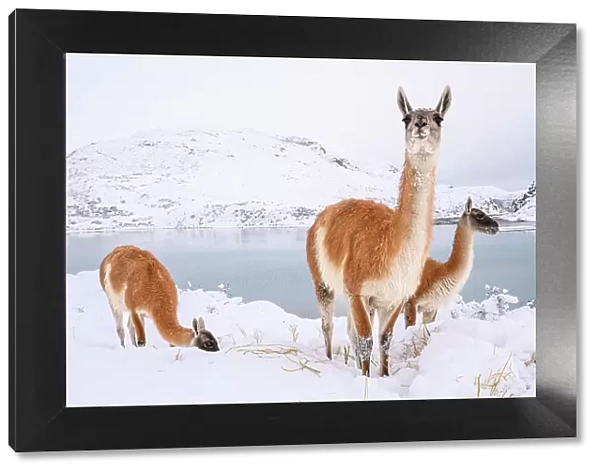 Adult Guanacos (Lama guanicoe) grazing in deep snow near Lago Pehoe, Torres del Paine National Park, Chile, July
