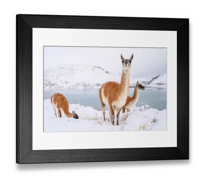 Framed Print : Adult Guanacos (Lama guanicoe) grazing in deep snow near Lago Pehoe, Torres del Paine National Park, Chile, July Framed Print : Adult Guanacos (Lama guanicoe) grazing in deep snow near Lago Pehoe, Torres del Paine National Park, Chile, July