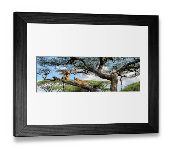 Framed Print : Young male Lion and lioness (Panthera leo) resting in tree during middle of the day to escape the heat. Acacia woodland near Ndutu, Ngorongoro Conservation Area / Serengeti National Park border, Tanzania Framed Print : Young male Lion and lioness (Panthera leo) resting in tree during middle of the day to escape the heat. Acacia woodland near Ndutu, Ngorongoro Conservation Area / Serengeti National Park border, Tanzania