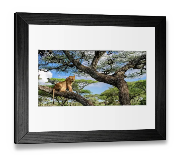 Framed Print : Young male Lion (Panthera leo) resting in tree during middle of the day to escape the heat. Acacia woodland near Ndutu, Ngorongoro Conservation Area / Serengeti National Park border, Tanzania Framed Print : Young male Lion (Panthera leo) resting in tree during middle of the day to escape the heat. Acacia woodland near Ndutu, Ngorongoro Conservation Area / Serengeti National Park border, Tanzania