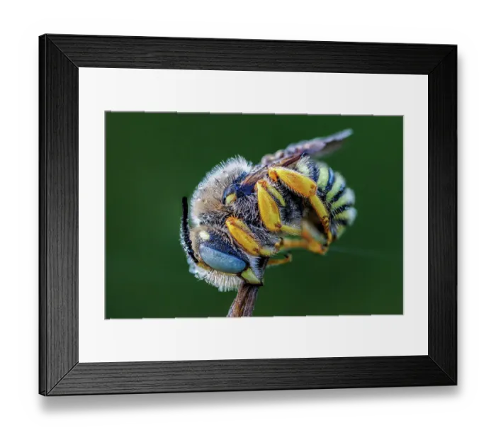 Framed Print : Blue banded bee (Amegilla sp. ) roosting with early morning dew, Southern Bulgaria, June Framed Print : Blue banded bee (Amegilla sp. ) roosting with early morning dew, Southern Bulgaria, June
