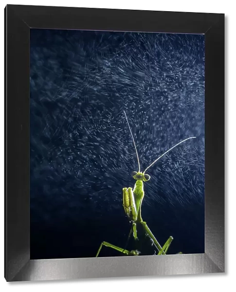 Praying mantis (Mantidae) with water vapour from cloud. Taken at high altitude hill station, Himalayas, India