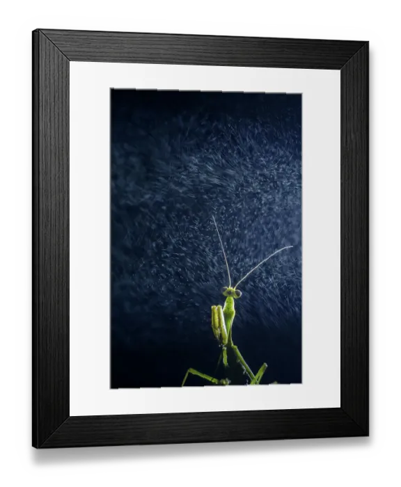 Framed Print : Praying mantis (Mantidae) with water vapour from cloud. Taken at high altitude hill station, Himalayas, India