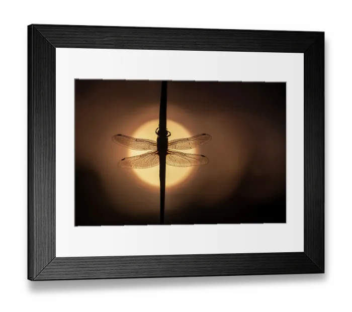 Framed Print : Scarce Chaser dragonfly (Libellula fulva) silhouetted against the rising sun, Lower Tamar Lakes, Cornwall, UK, May Framed Print : Scarce Chaser dragonfly (Libellula fulva) silhouetted against the rising sun, Lower Tamar Lakes, Cornwall, UK, May