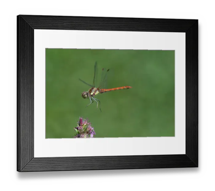 Framed Print : Common Darter (Sympetrum striolatum) in flight, Brasschaat, Belgium Framed Print : Common Darter (Sympetrum striolatum) in flight, Brasschaat, Belgium