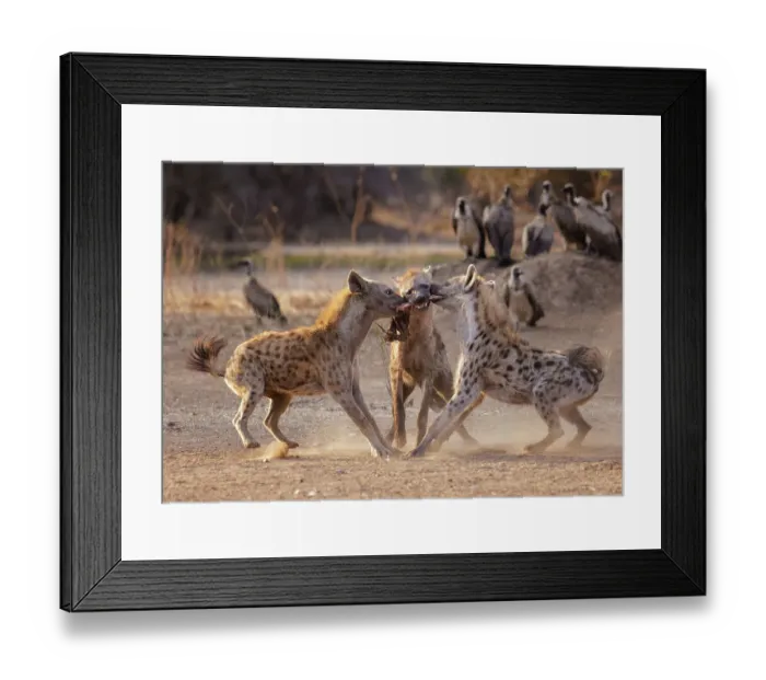 Framed Print : Three Spotted hyenas (Crocuta crocuta) fighting over meat from a nearby carcass with flock of White-backed vultures (Gyps africanus) watching in background, Mana Pools National Park, Zimbabwe Framed Print : Three Spotted hyenas (Crocuta crocuta) fighting over meat from a nearby carcass with flock of White-backed vultures (Gyps africanus) watching in background, Mana Pools National Park, Zimbabwe