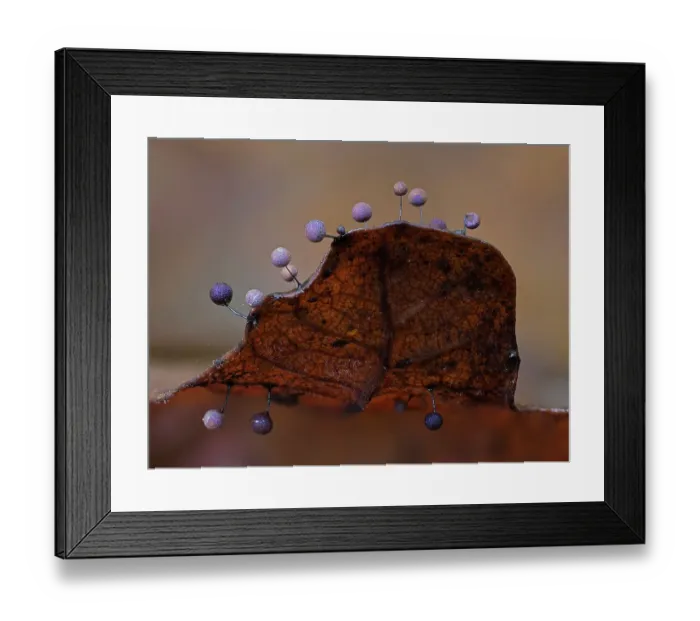 Framed Print : Slime mould (Lamproderma scintillans) sporangia growing along edge of decaying leaf. Buckinghamshire, England, UK, January. Focus Stacked image Framed Print : Slime mould (Lamproderma scintillans) sporangia growing along edge of decaying leaf. Buckinghamshire, England, UK, January. Focus Stacked image
