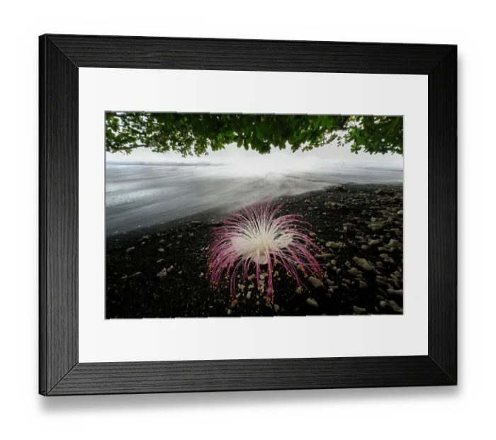 Framed Print : Flower (Barringtonia sp. ) fallen on black lava sand beach, Tangkoko National Park, northern Sulawesi, Indonesia Framed Print : Flower (Barringtonia sp. ) fallen on black lava sand beach, Tangkoko National Park, northern Sulawesi, Indonesia