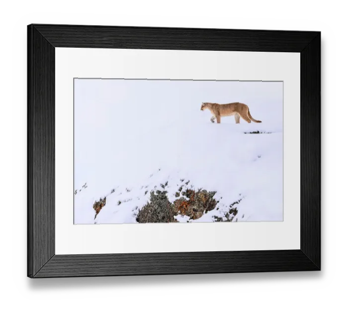 Framed Print : Puma (Puma concolor) female, walking in deep fresh, snow, Torres del Paine National Park, Patagonia, Chile Framed Print : Puma (Puma concolor) female, walking in deep fresh, snow, Torres del Paine National Park, Patagonia, Chile
