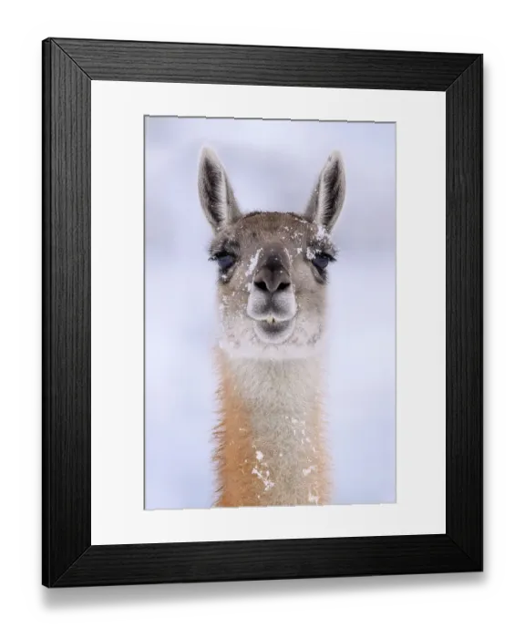 Framed Print : Guanaco (Lama guanicoe) dusted in snow, head portrait, Torres del Paine National Park, Patagonia, Chile Framed Print : Guanaco (Lama guanicoe) dusted in snow, head portrait, Torres del Paine National Park, Patagonia, Chile