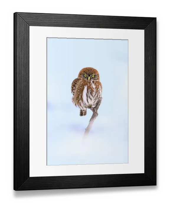 Framed Print : Patagonian  /  Austral pygmy owl (Glaucidium nana) perched on branch in snow, Torres del Paine National Park, Patagonia, Chile