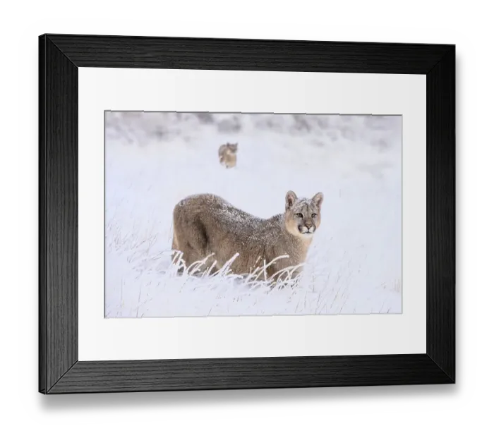 Framed Print : Puma (Puma concolor) cub, aged nine months, walking in deep, fresh snow, Torres del Paine National Park, Patagonia, Chile Framed Print : Puma (Puma concolor) cub, aged nine months, walking in deep, fresh snow, Torres del Paine National Park, Patagonia, Chile