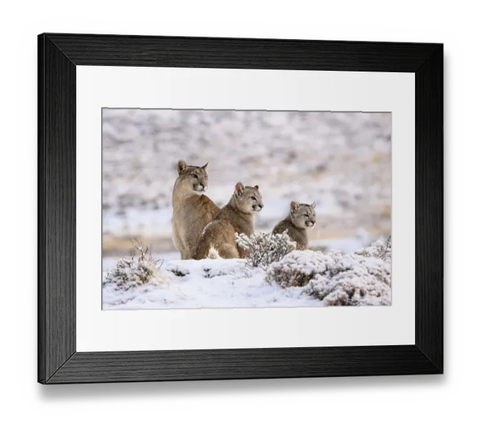 Framed Print : Puma (Puma concolor) female with two cubs, aged six months, sitting in fresh snow, Torres del Paine National Park, Patagonia, Chile Framed Print : Puma (Puma concolor) female with two cubs, aged six months, sitting in fresh snow, Torres del Paine National Park, Patagonia, Chile