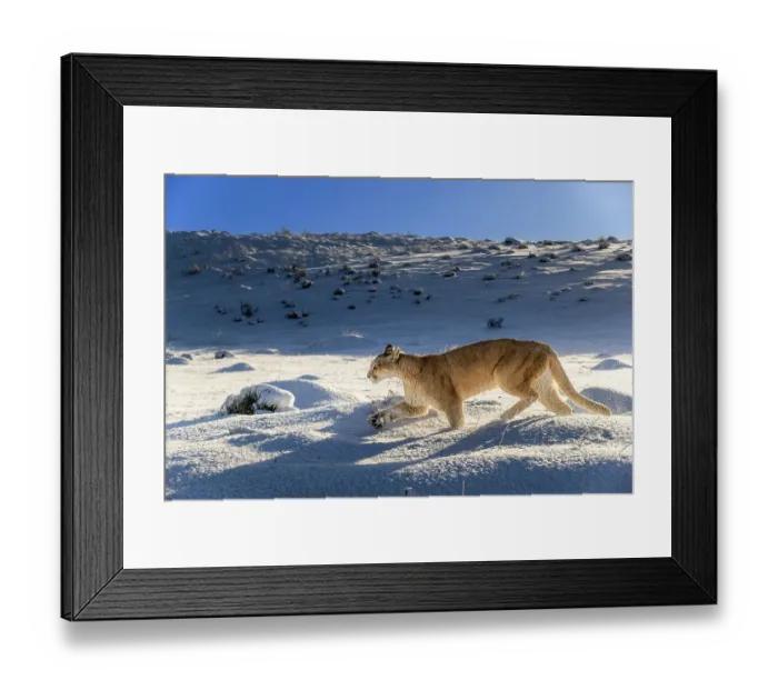Framed Print : Puma (Puma concolor) female, running in deep fresh, snow, Torres del Paine National Park, Patagonia, Chile Framed Print : Puma (Puma concolor) female, running in deep fresh, snow, Torres del Paine National Park, Patagonia, Chile