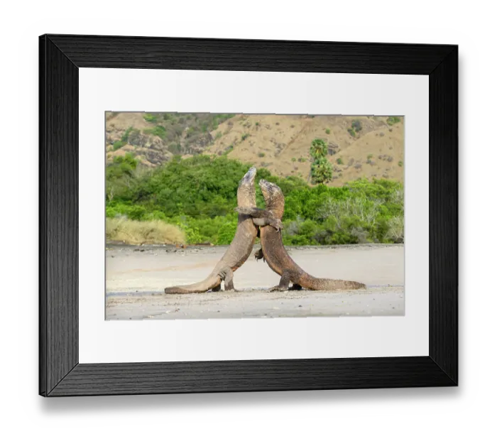 Framed Print : Two Komodo dragons (Varanus komodoensis) males, fighting on a remote beach, Komodo Island, Komodo National Park, Indonesia. Endangered Framed Print : Two Komodo dragons (Varanus komodoensis) males, fighting on a remote beach, Komodo Island, Komodo National Park, Indonesia. Endangered