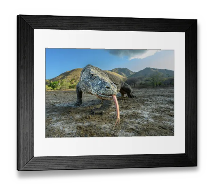 Framed Print : Komodo dragon (Varanus komodoensis) male, foraging in mangove / inter-tidal zone at low tide, Komodo Island, Komodo National Park, Indonesia. Endangered Framed Print : Komodo dragon (Varanus komodoensis) male, foraging in mangove / inter-tidal zone at low tide, Komodo Island, Komodo National Park, Indonesia. Endangered
