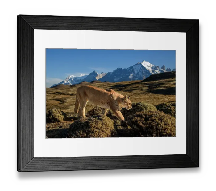 Framed Print : Puma (Puma concolor) female, walking in front of Torres del Paine massif, Torres del Paine National Park, Patagonia, Chile